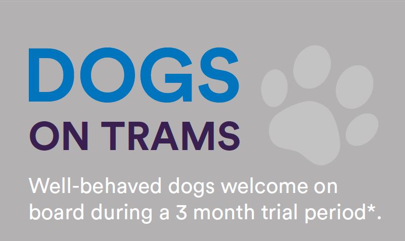dogs on the tram visual